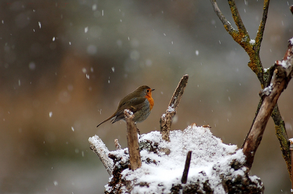 THE RED UNDER THE SNOW