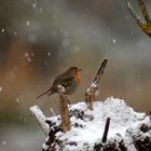 THE RED UNDER THE SNOW