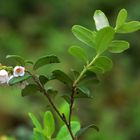 The red whortleberry be in bloom