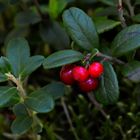 The red whortleberry