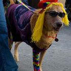 The Reindog Parade 2009