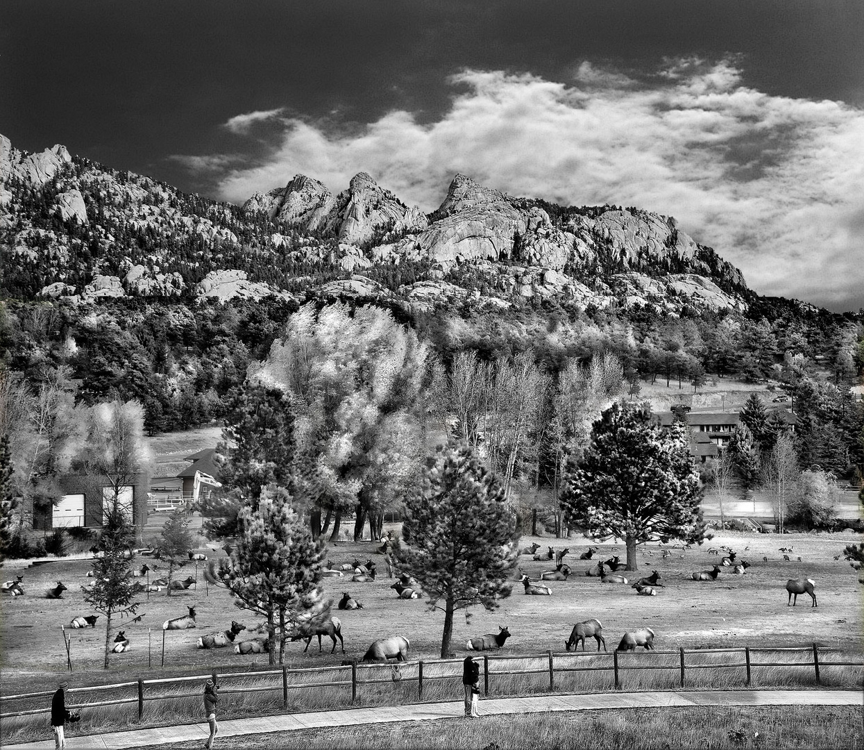 The resting bissons (Infrared study 3)