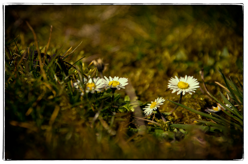 The Return of the Gänseblümchen