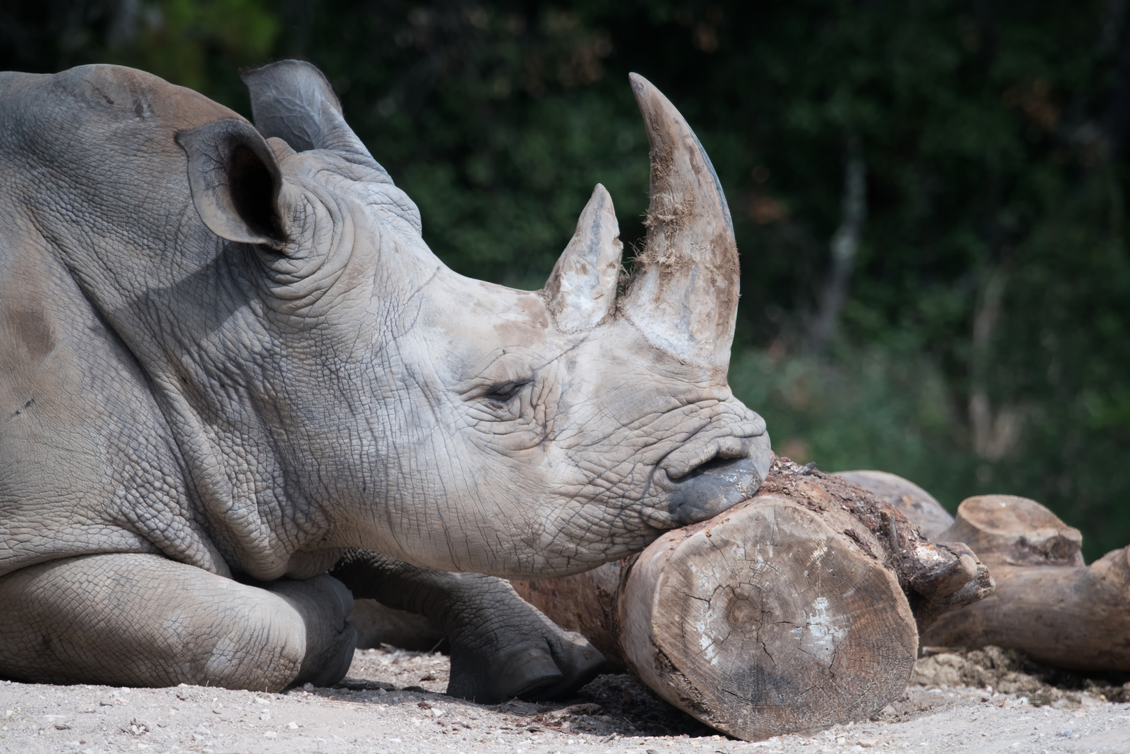 The Rhino and the Pillow