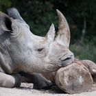 The Rhino and the Pillow