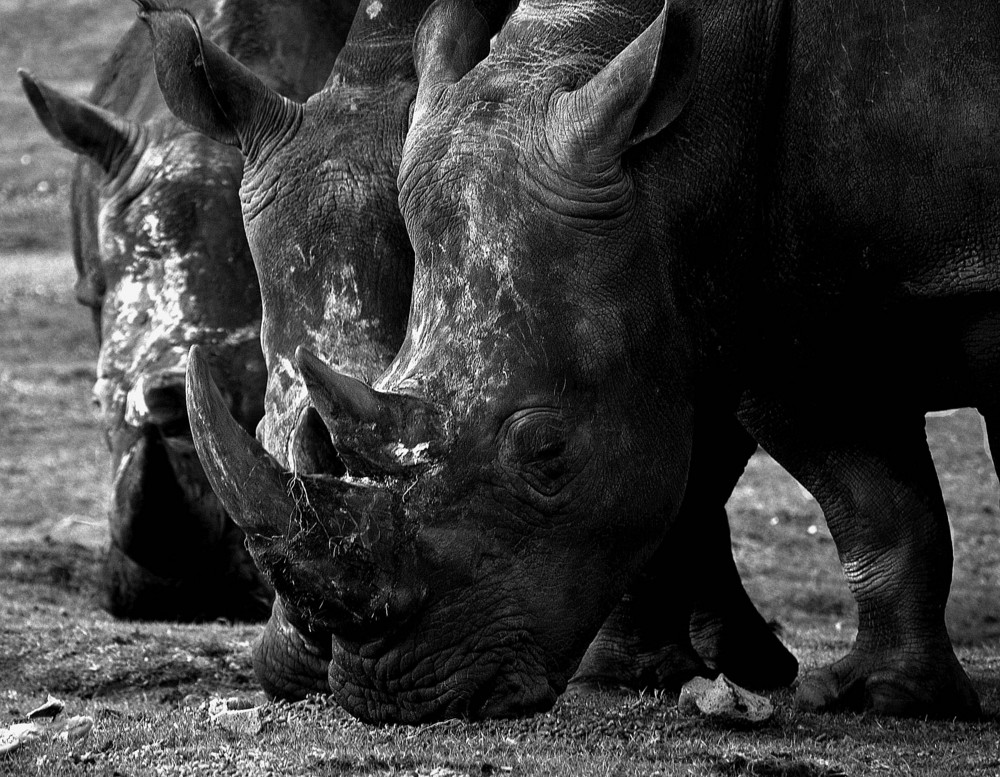 The Rhino Club2 BW