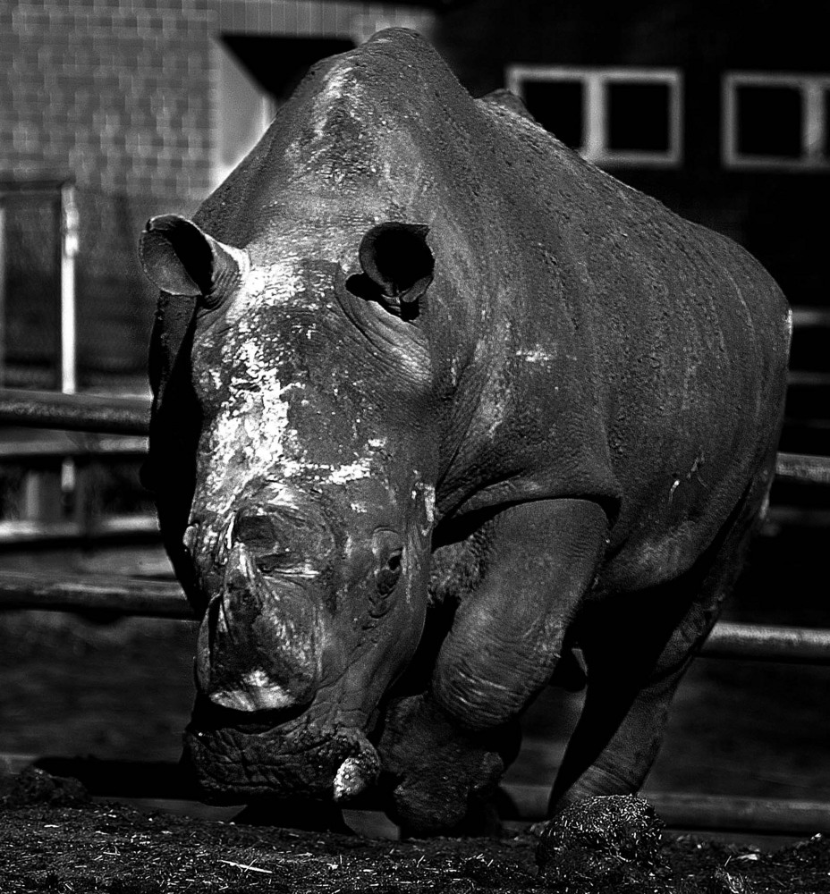 The Rhino Club3 BW