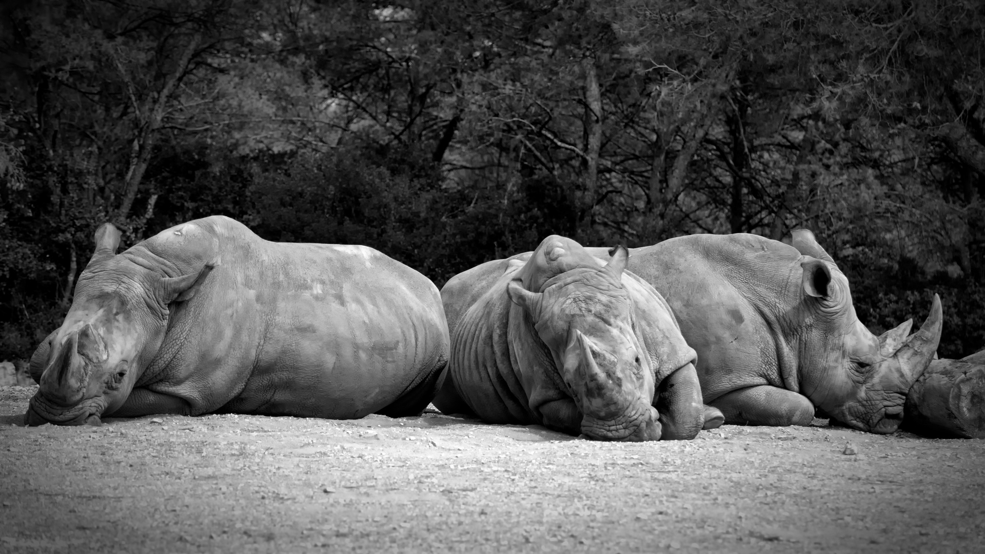 The Rhino Trio