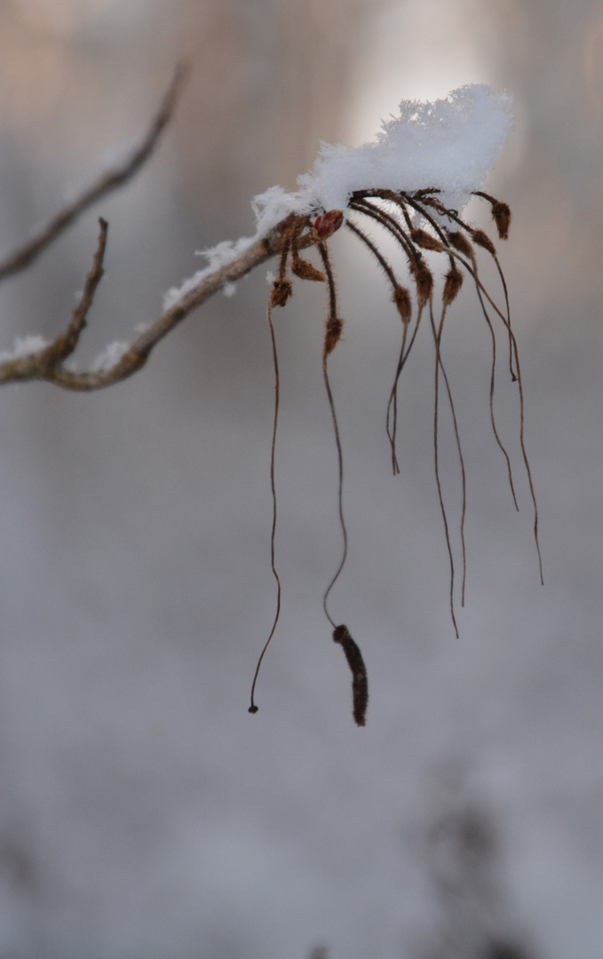 The rhododendron on winter 