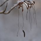 The rhododendron on winter 