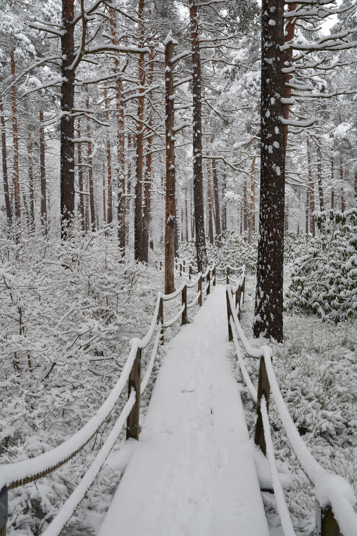 The rhododendron park on winter 