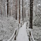 The rhododendron park on winter 