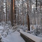 The rhododendron park on winter