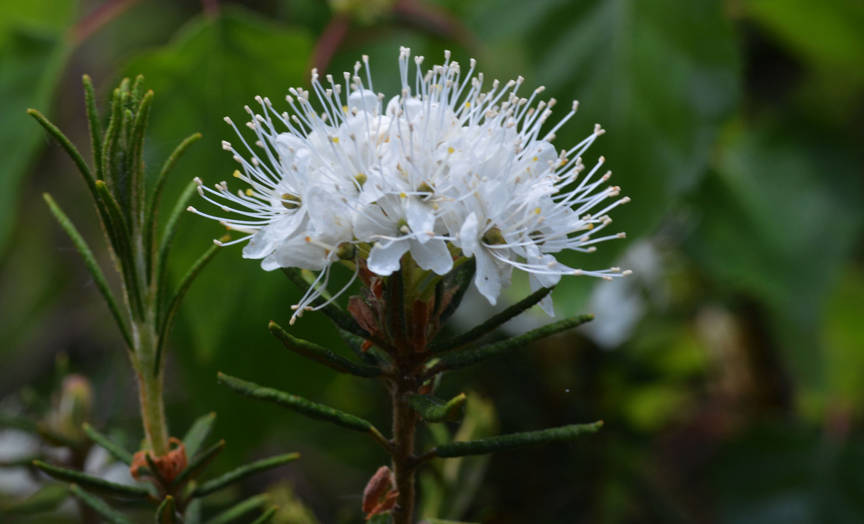 The Rhododendron tomentose