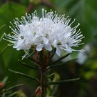 The Rhododendron tomentose