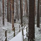 The rhododentron park on winter