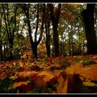 The Rhythm In The Leaves