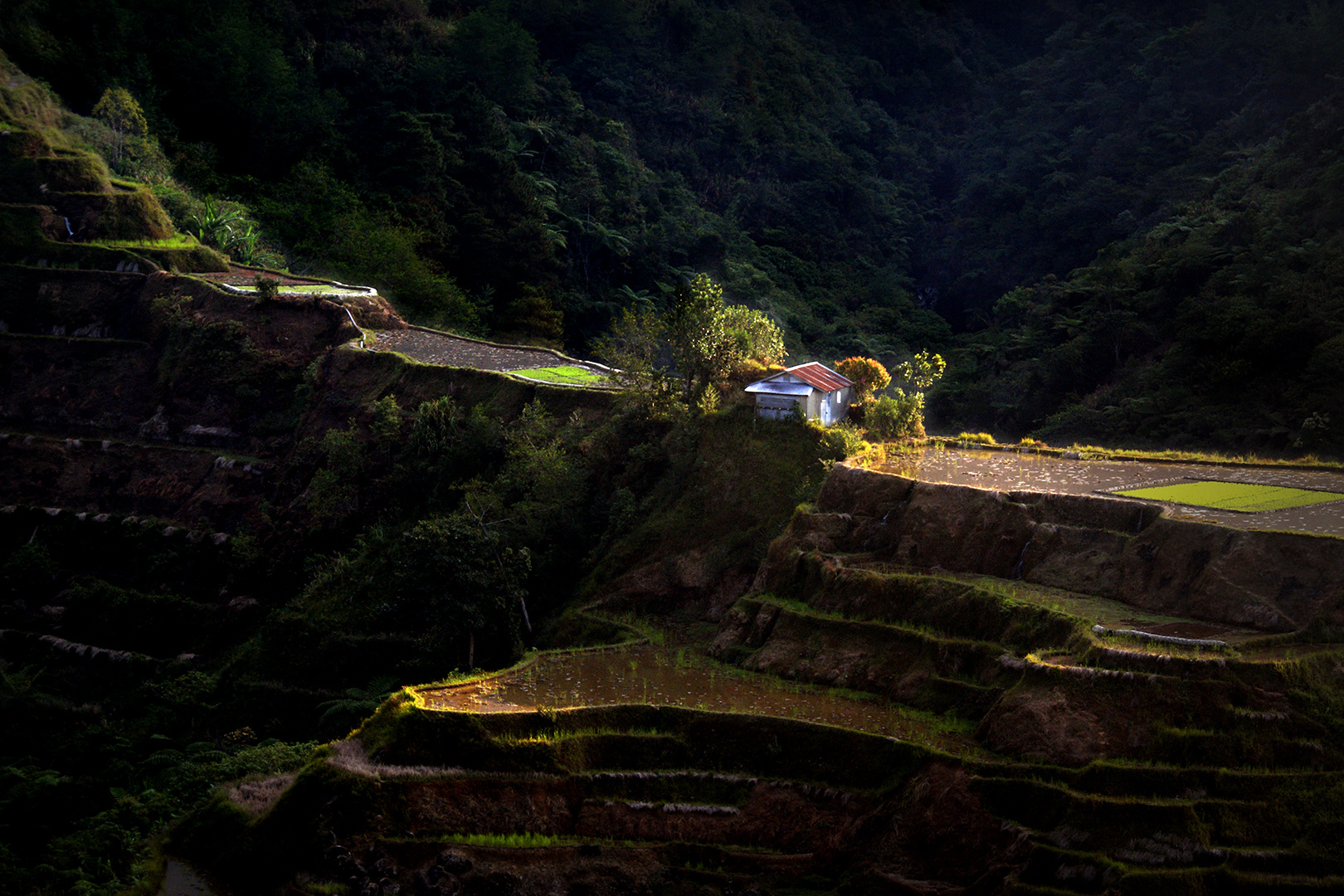 The Rice Farmers Dwelling