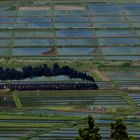 The Rice Paddy Fields