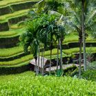 The rice terraces of Tegalalang and Ubud