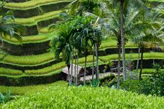 The rice terraces of Tegalalang and Ubud