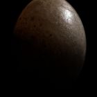 The Rising Egg