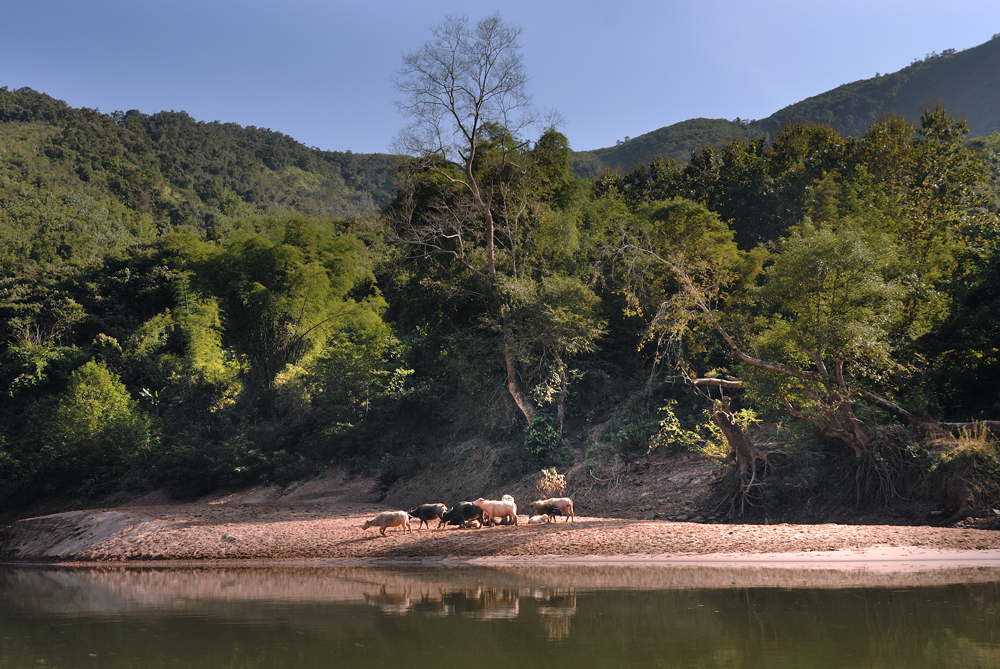 The river cruise on the Nam Ou river