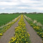 The road in Spring in Denmark