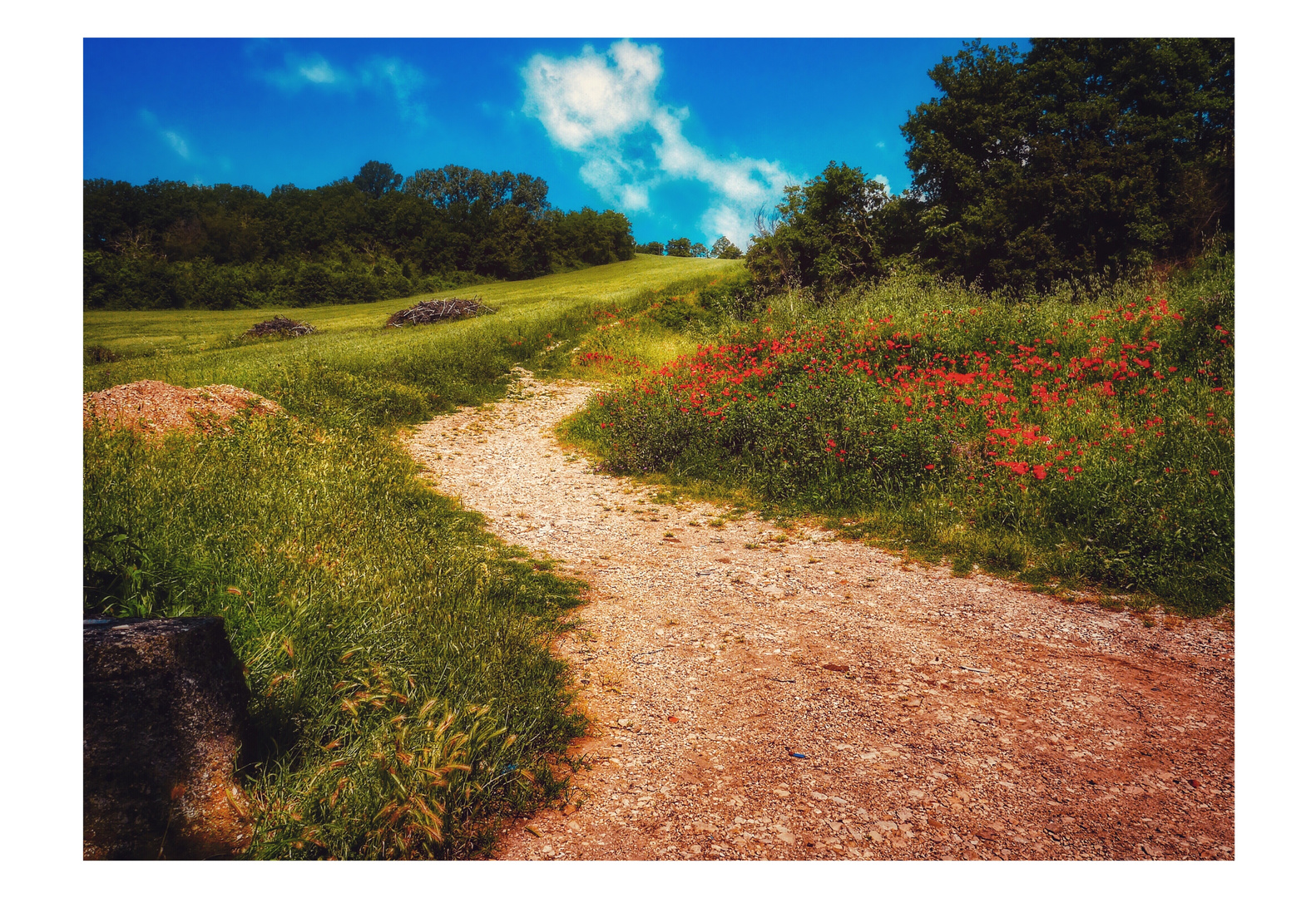 The road of poppies 2