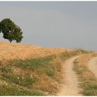 The road through the hay