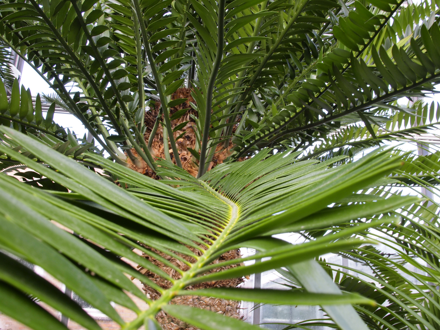 The road to sky palm