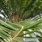 The road to sky palm