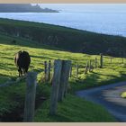 the road to st abbs head