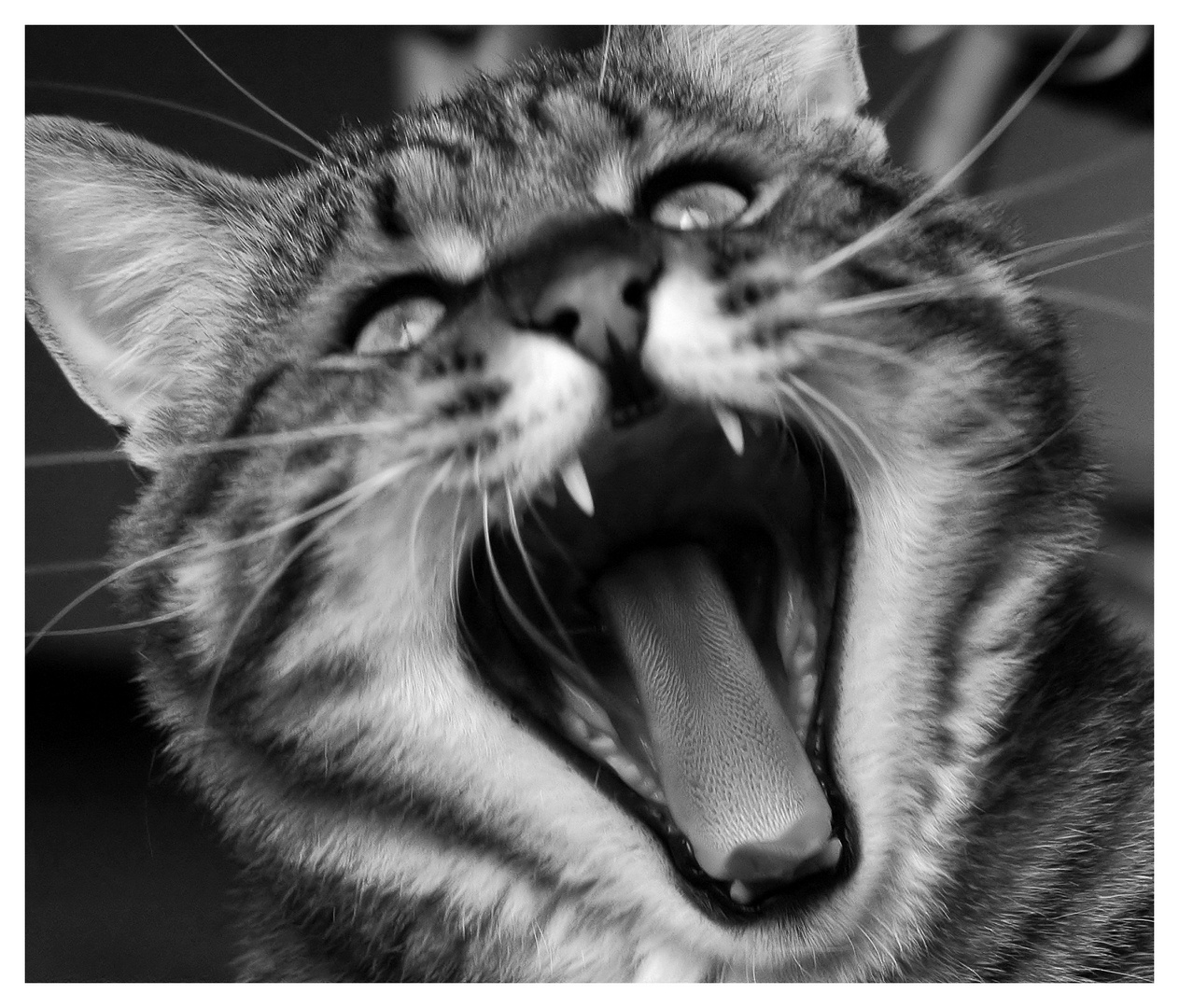 The roar