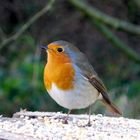 The Robin