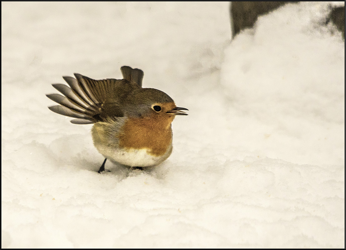 The robin has landed