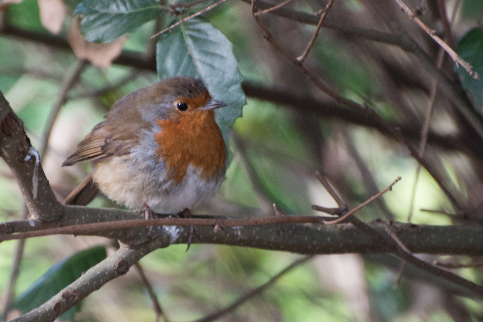 The Robin in the bush