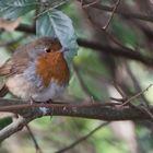 The Robin in the bush