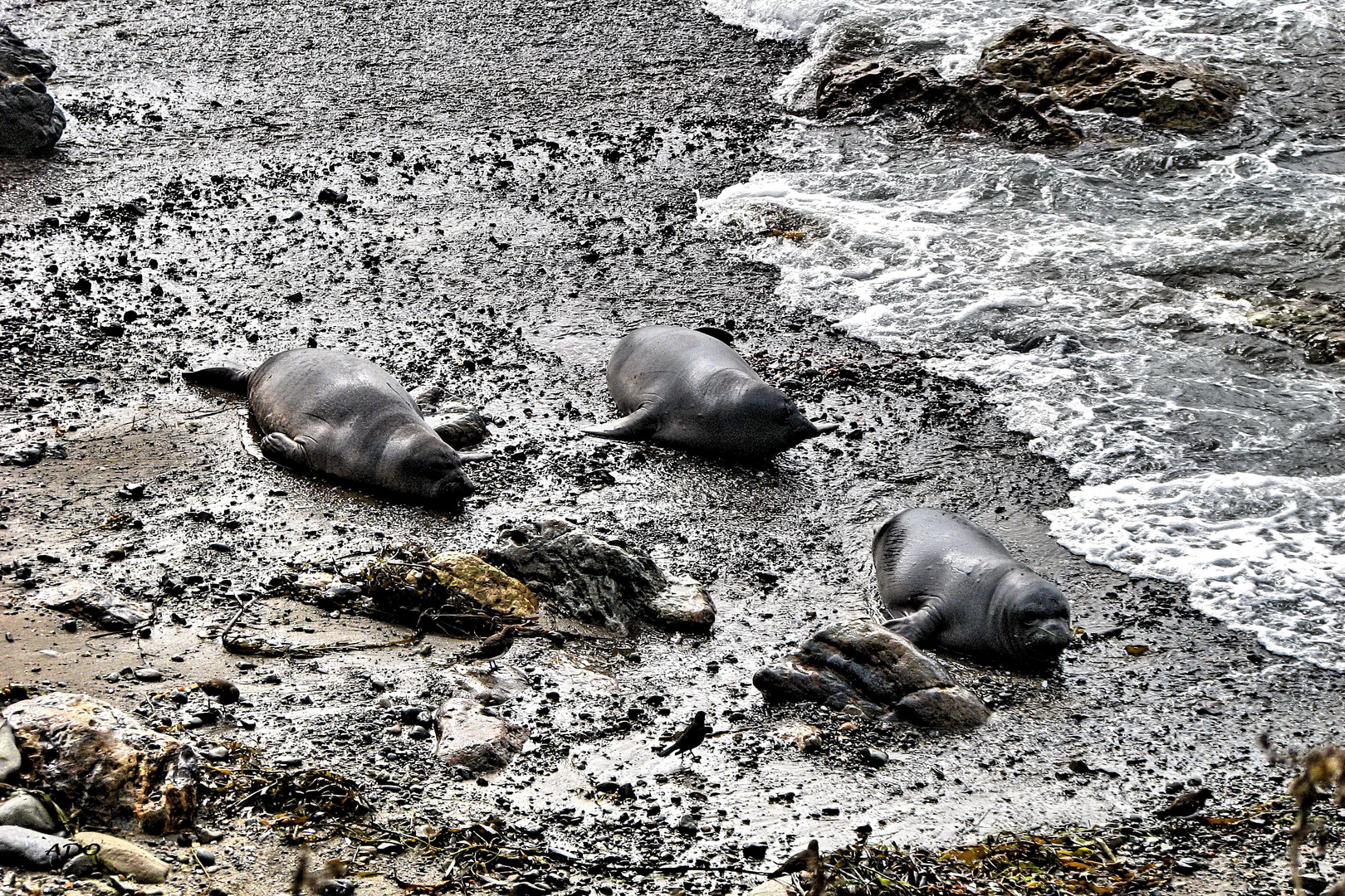 The Rocks Are Alive