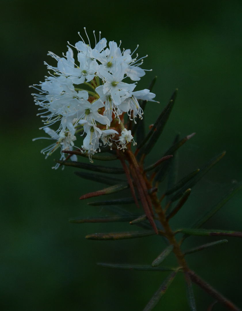 The rododendron yomentosum