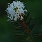 The rododendron yomentosum