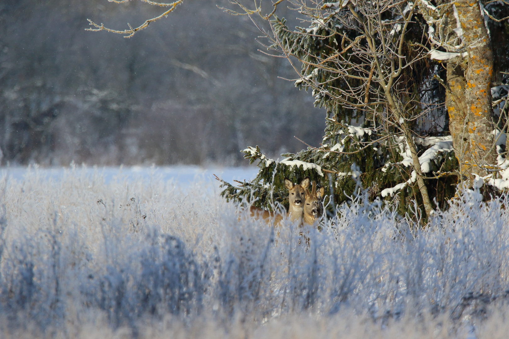 The roe deer (Capreolus capreolus)