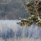 The roe deer (Capreolus capreolus)