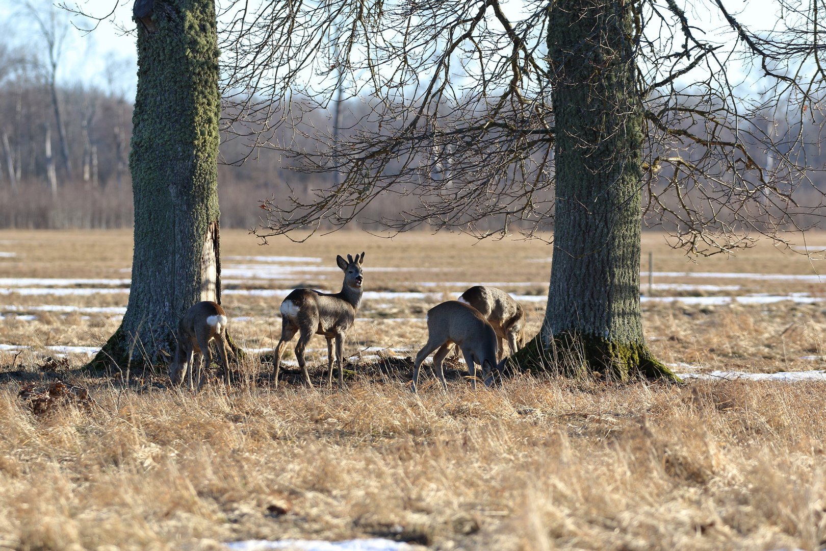 The roe deer (Capreolus capreolus)