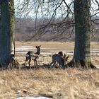 The roe deer (Capreolus capreolus)