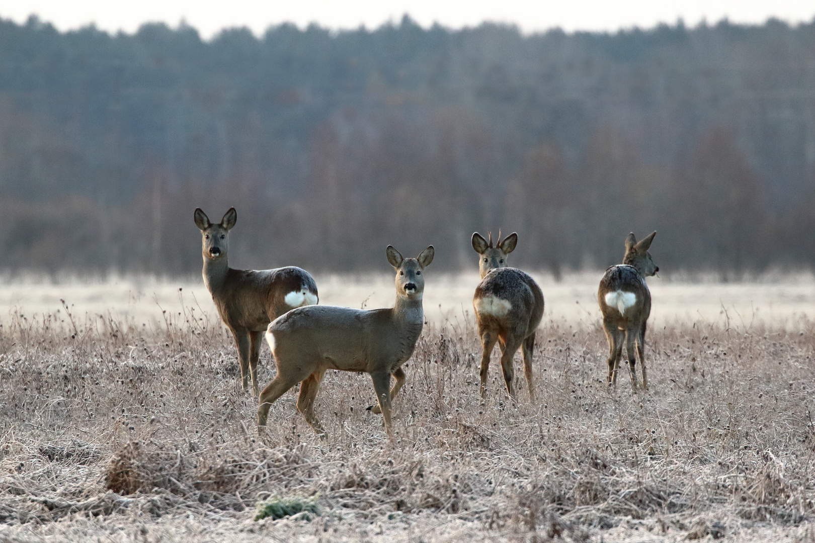 The roe deer (Capreolus capreolus)