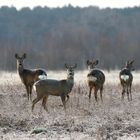 The roe deer (Capreolus capreolus)