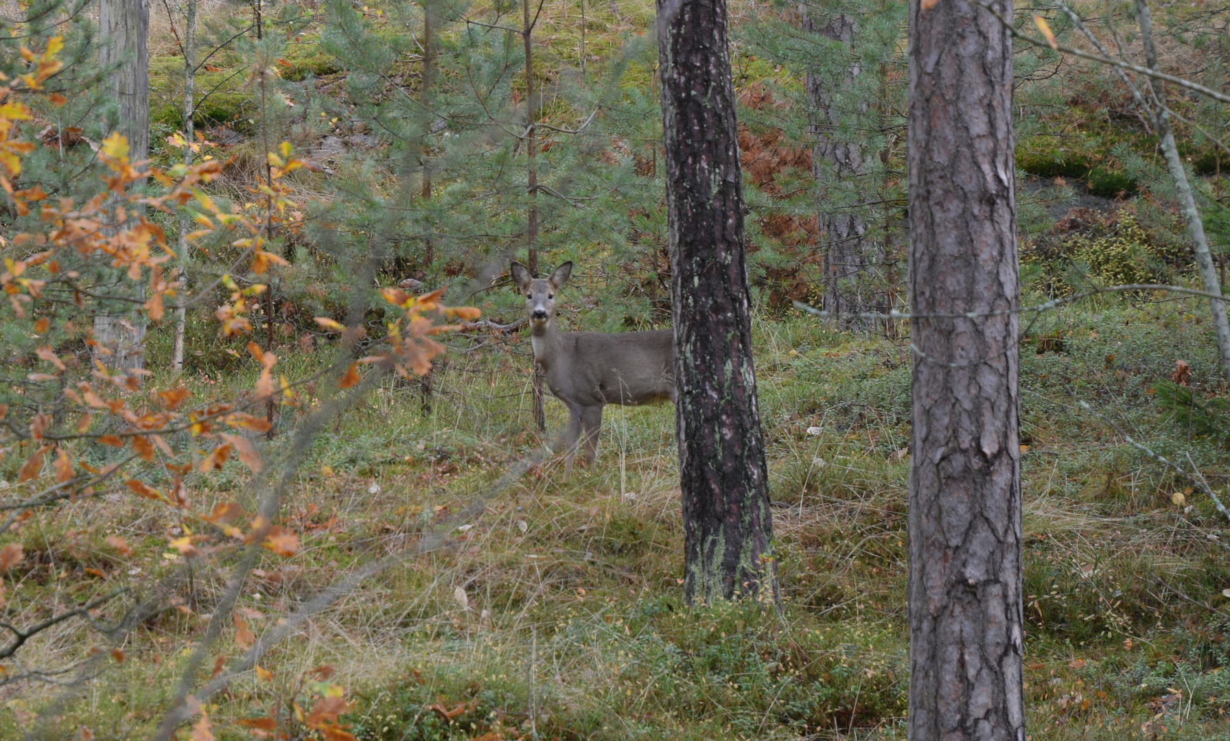 The roe deer on Seurasaari