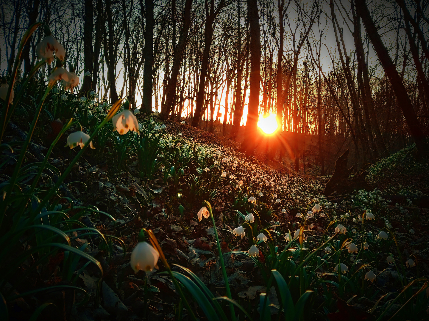 The Romance of Spring