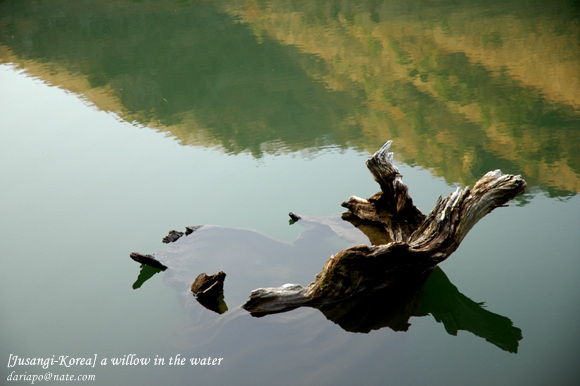 the root of a willow tree under the water